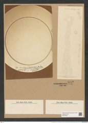 Coscinodiscus janischii var. arafurensis Grun (de-Toni-Nr.: Genus 202, Species 5021) Zeichnungen Sammlung Grunow Nr. 8742 (NHMW-BOT-W0378326)